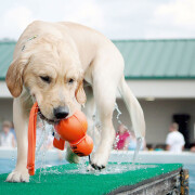 Hundespielzeug KONG® Wubba™ Wet