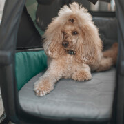 Thule Bexey dog bed